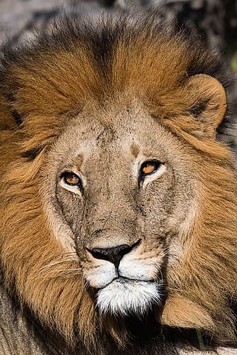 Close-up portrait of a male lion-Panthera leo Moremi Game Reserve-Okavango Delta-Botswana Animaux reproduction